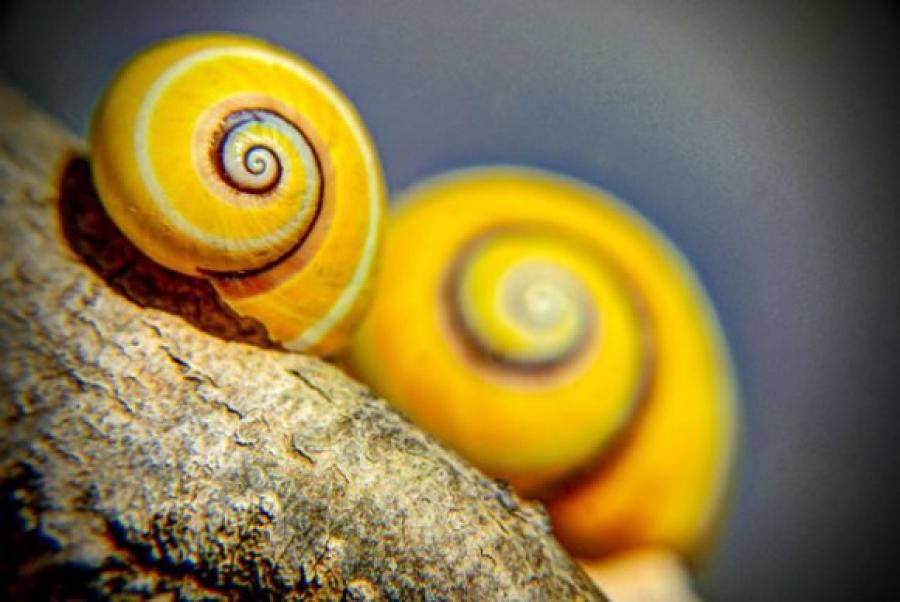 Caracol pintado cubano (Polymita picta) Caracol pintado cubano (Polymita picta)