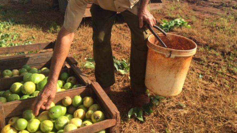 Cuban farmers