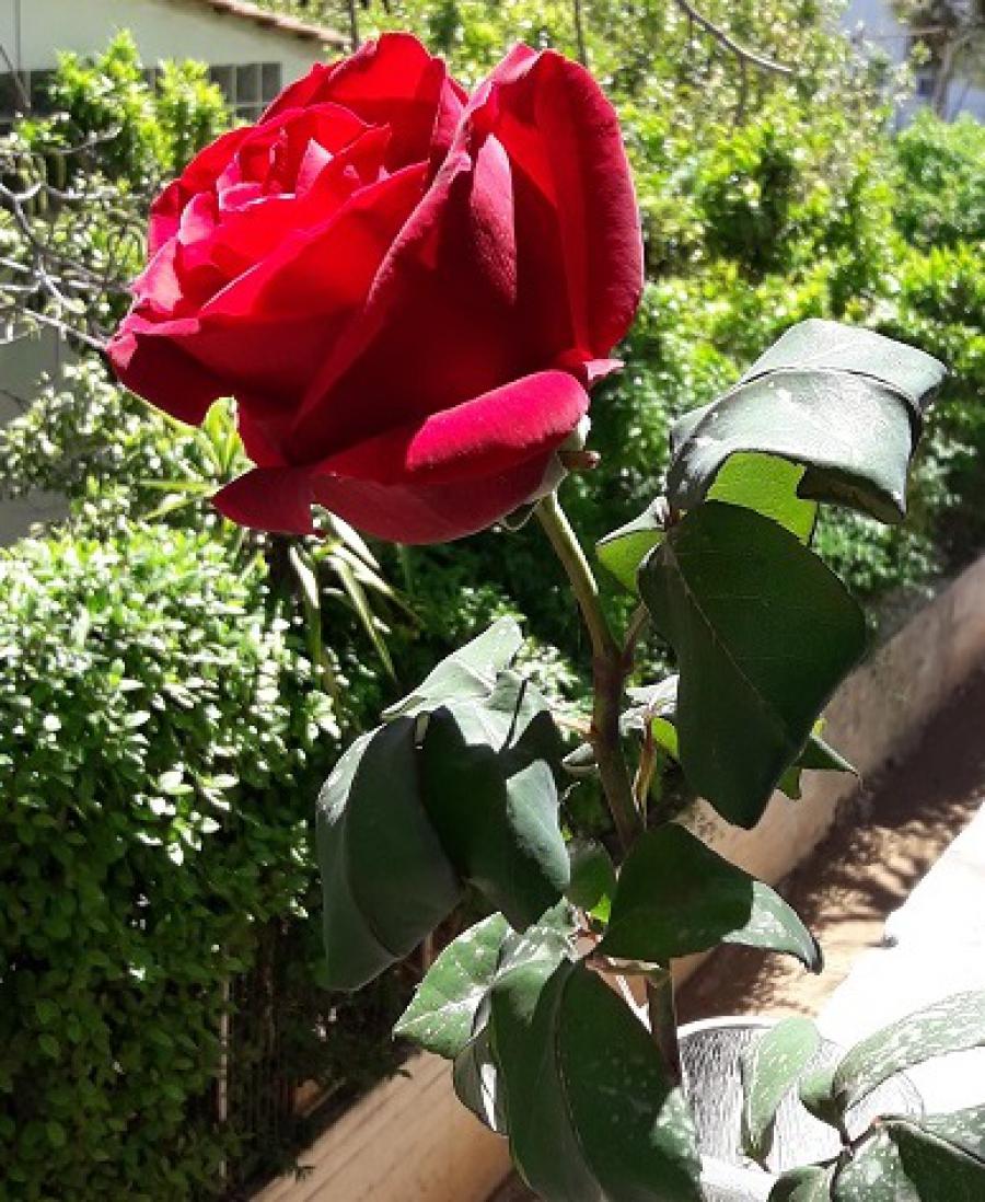 Feliz Dia de las madres: