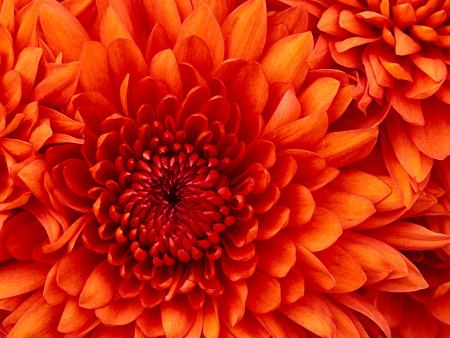 La Belleza de las Flores