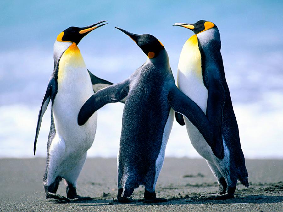 pinguinos vs bloqueo