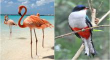 The protection of the environment, a common challenge for Cuba and the Commonwealth of The Bahamas