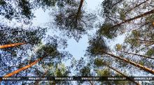 Belarús y Cuba desarrollarán los vínculos en tecnología forestal