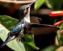 Colibrí