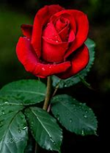 Felicidades por el Día de las madres.