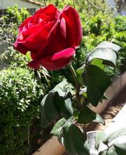 Feliz Dia de las madres: