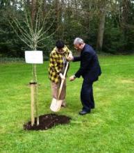 Crece en jardines de Dublín árbol que representa la amistad de Cuba.
