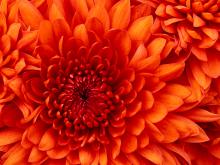 La Belleza de las Flores
