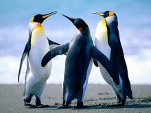 pinguinos vs bloqueo